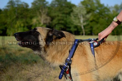 Tervuren Harness UK