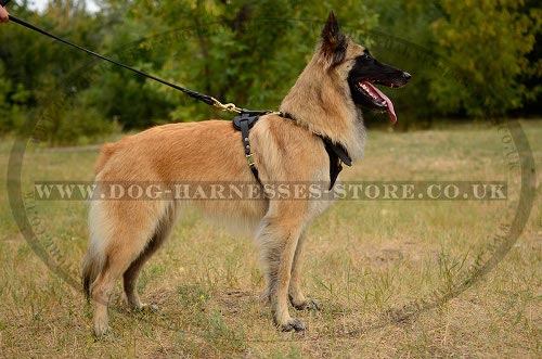 Tervuren Harness UK