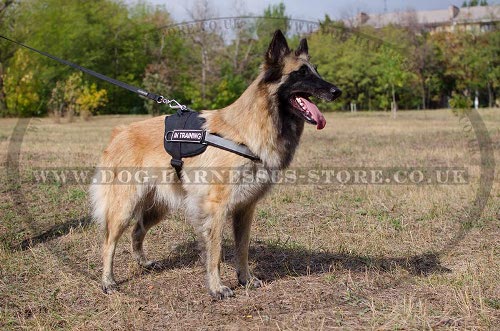 Tervuren Harness UK