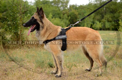 Tervuren Harness UK