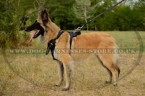 Tervuren Harness UK