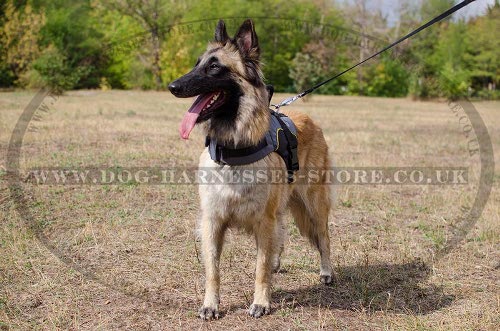 Tervuren Harness UK