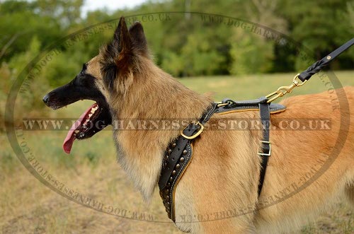 Tervuren Harness UK