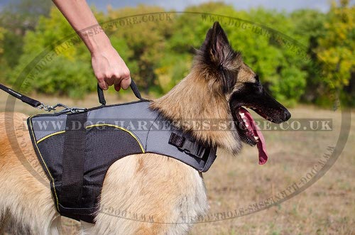 Tervuren Harness