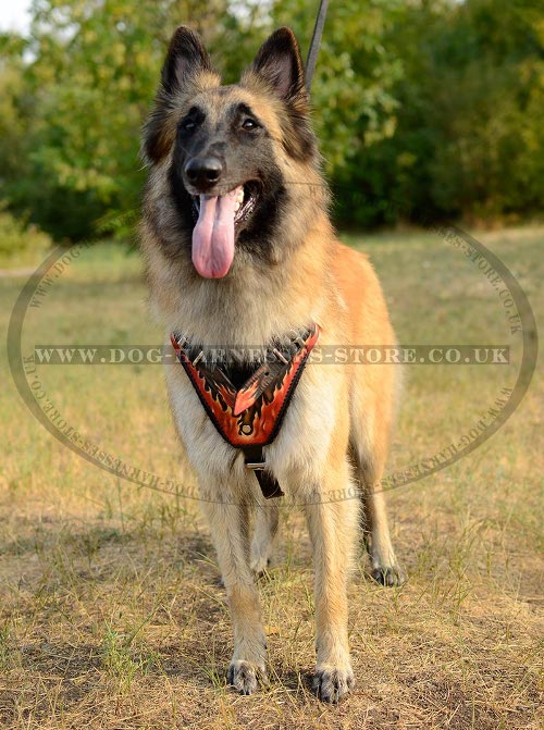 Tervuren Harness