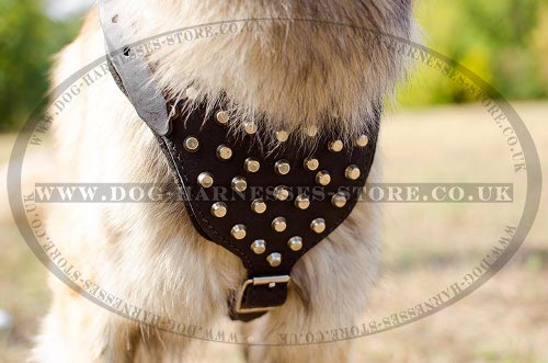 Tervuren Harness