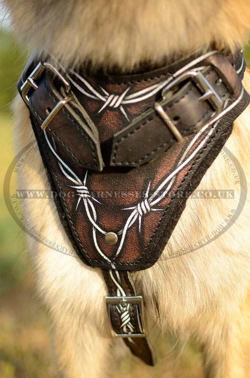 Tervuren Harnesses