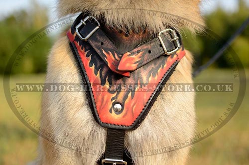 Tervuren Harnesses