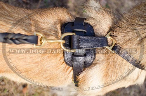 Tervuren Harnesses