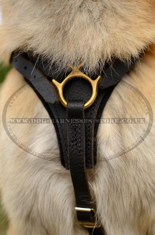 Tervuren Harnesses