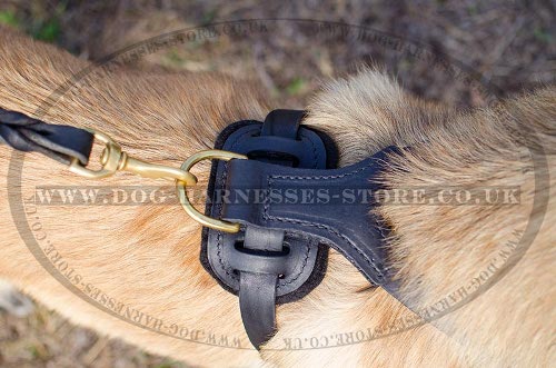 Tervuren Harnesses