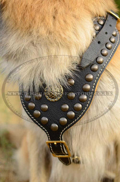 Tervuren Harnesses