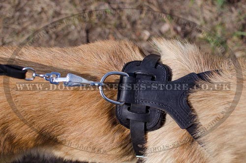 Tervuren Harnesses