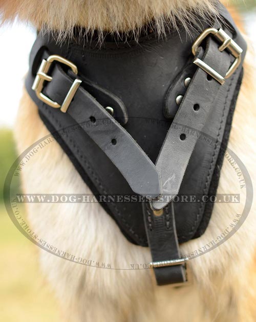 Tervuren Harnesses