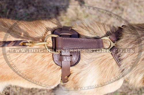 Tervuren Harnesses