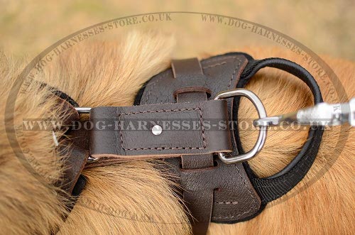 Tervuren Harnesses UK