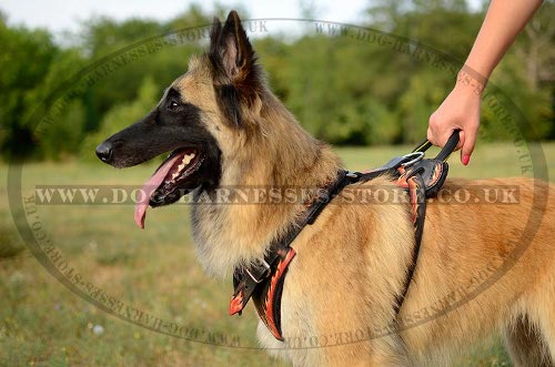 Tervuren Harnesses UK