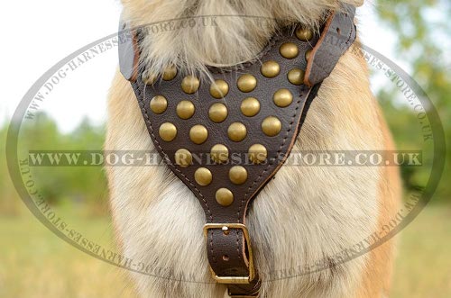 Tervuren Harnesses