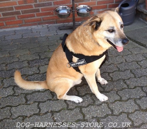 Nylon Dog Harness for Sale UK