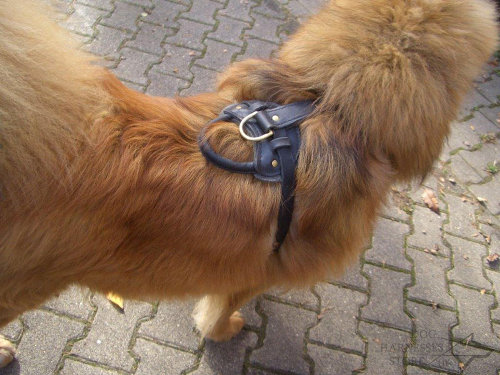 Tibetan Mastiff Dog Harness