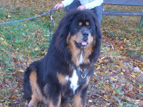 Tibetan Mastiff Harness