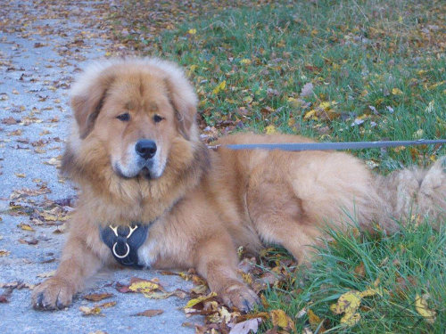 Tibetan Mastiff Harness