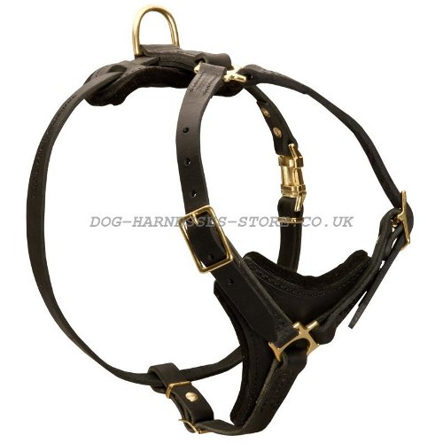 Leather Harness for Belgian Malinois