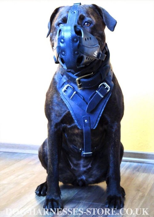 Training Harness for Large Dogs