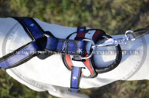 USA Dog Harness for English Pointer UK