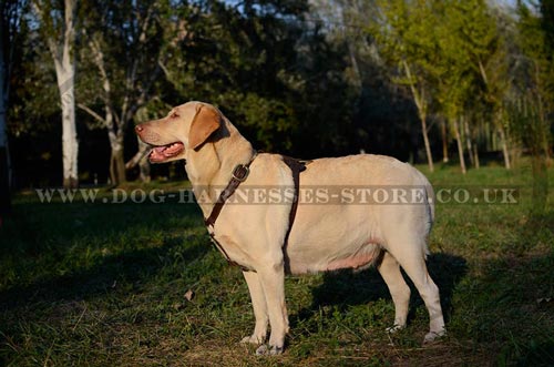 Walking Dog Harness