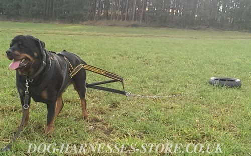 Weight Pulling Dog Harness
