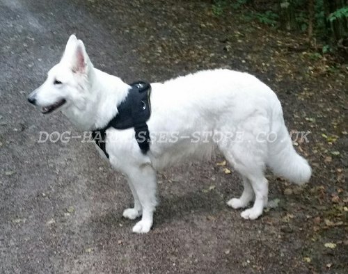 White Swiss Shepherd UK