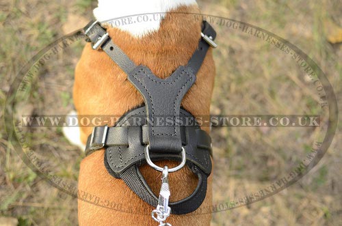 Working Dog Harness for Amstaff UK with Handle