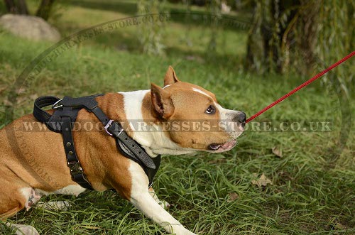 Dog Spring Pole Training