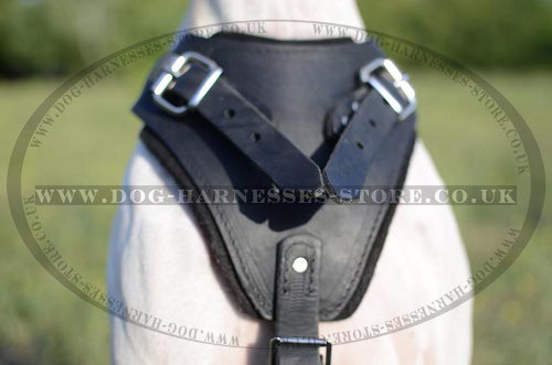 Dog Harness for Pointer UK