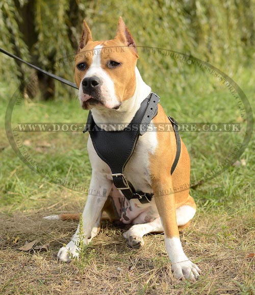 Working Amstaff Harness UK