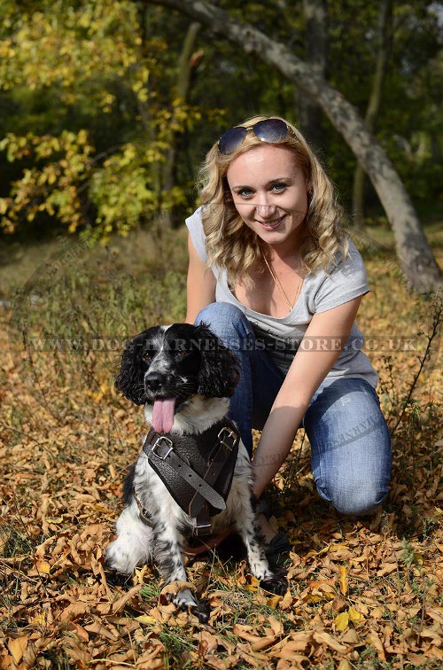 Cocker Spaniel Harness UK