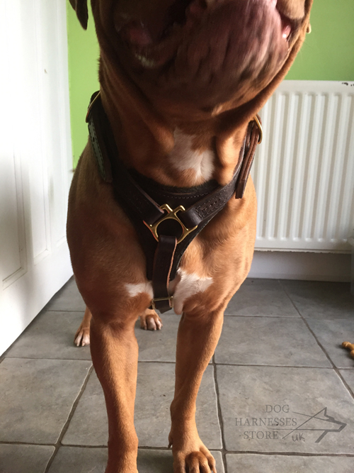 Perfect Dogue de Bordeaux Harness UK