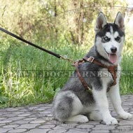 Dog Leash for Siberian Husky with Length Regulation, Multimode