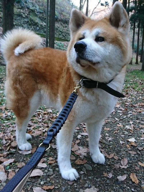 Akita Inu Leash