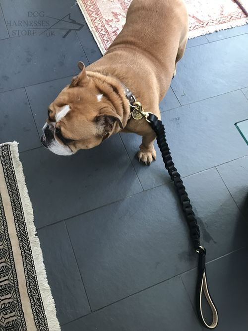 English Bully and Braided Dog Lead