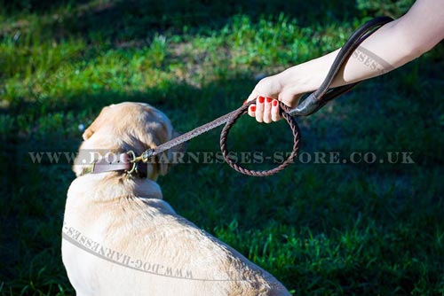 Best Leash for Labrador