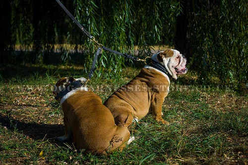 Two Bulldogs Walking