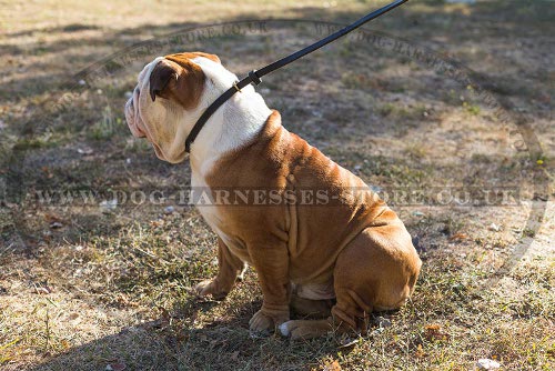 British Bulldog Collars and Leashes