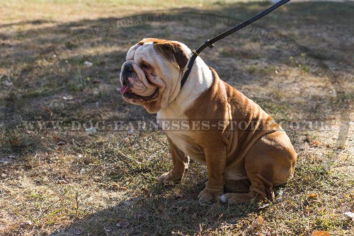 British Bulldog Collar and Leash