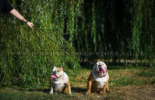 British Bulldog Leads UK