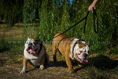 British Bulldog Leash