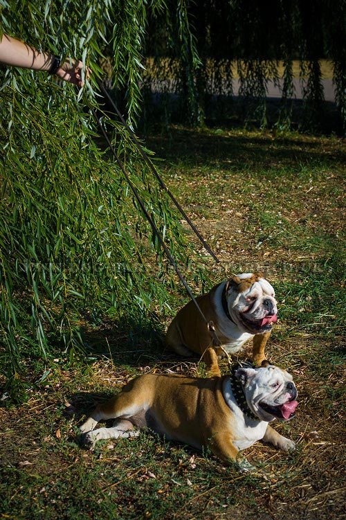 British Bulldog Leashes UK