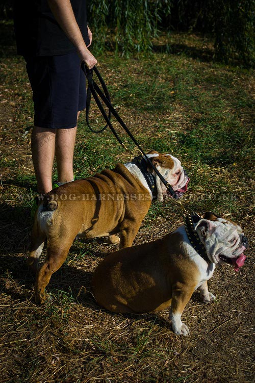 British Bulldog Leashes