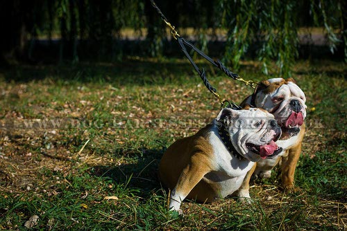 British Bulldogs Walking